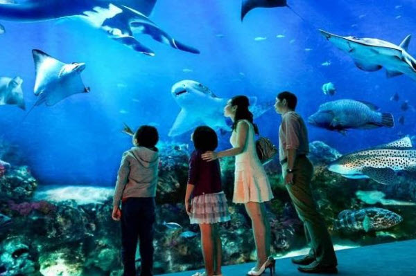 ハノイ水族館、遊園地は訪問者を奮い立たせています